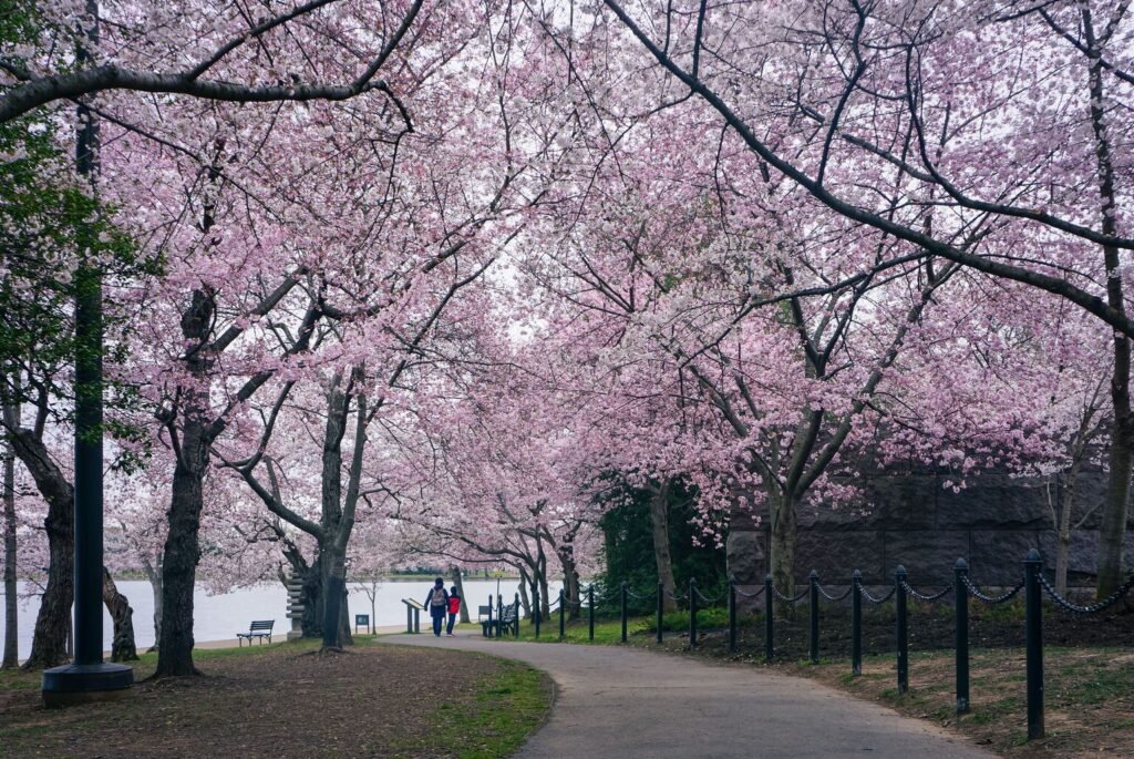 1 day cherry blossom tour