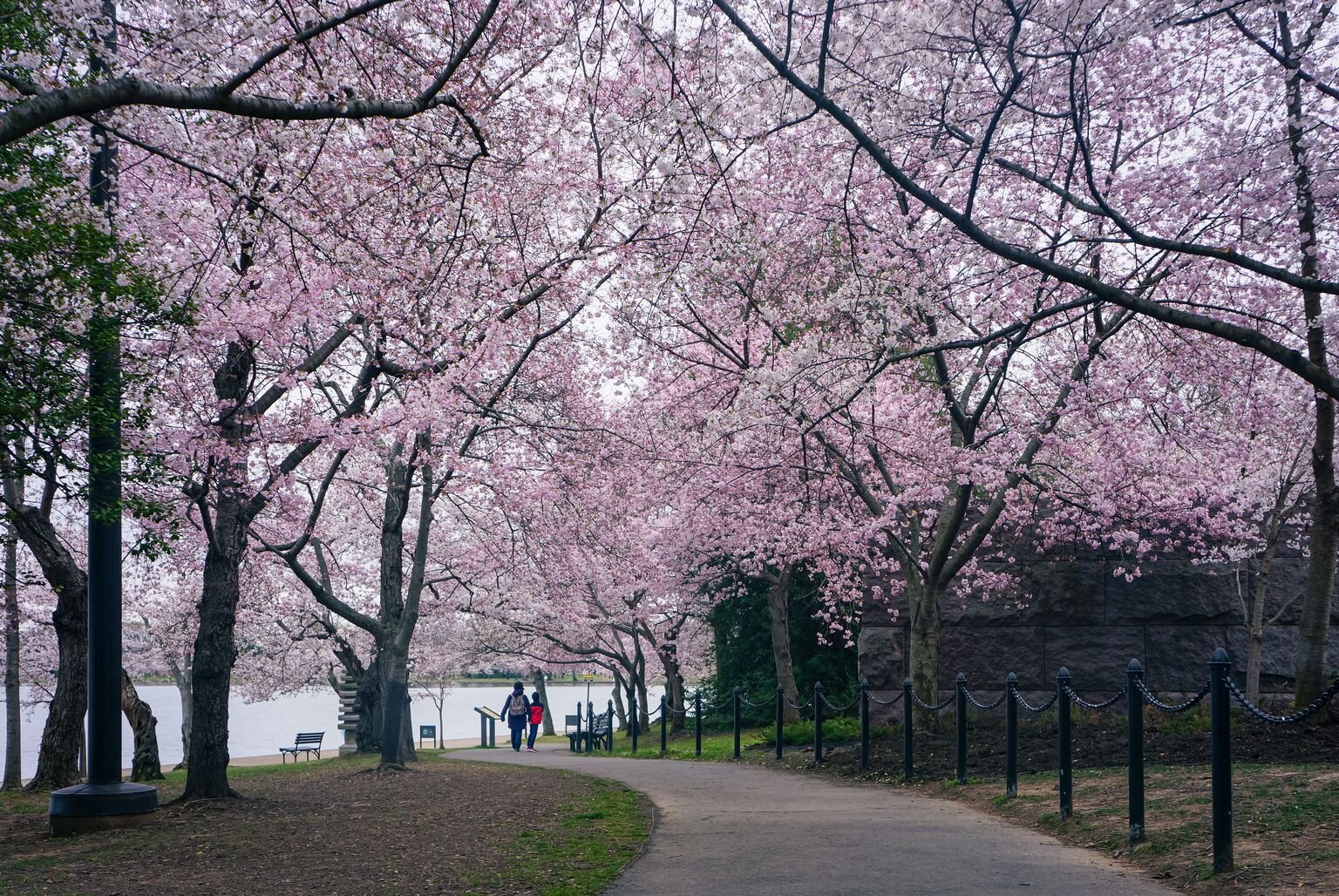 1 day cherry blossom tour